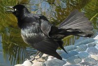 Greater Antillean Grackle - Quiscalus niger