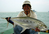 Queenfish (Chorinemus lysan)