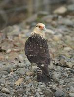 Yellow-headed Caracara