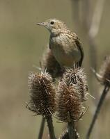 Hellmayr's Pipit