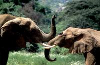 African Elephant