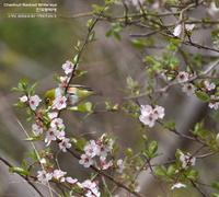 한국동박새-Chestnut-flanked White-eye