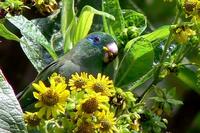 Spectacled Parrotlet - Furpus conspicillatus