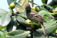 Mountain Elaenia - Elaenia frantzii