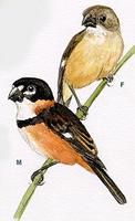 Rusty-collared Seedeater, Sporophila collaris