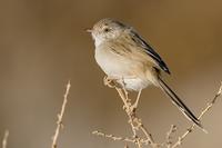 Graceful Prinia