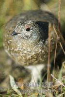 ...A White Tailed Ptarmigan on the Skyline Ridge Trail in Jasper National Park , Alberta stock phot