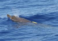 ...Adult female Blainville's beaked whale with suction-cup attached time-depth recorder (c) D.L. We