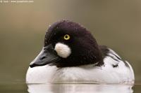 003984 - Bucephala clangula  (Goldeneye)