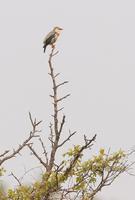 Red-billed starling C20D 03681.jpg