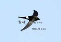 202 칼새 White-rumped Swift