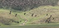 Black-necked cranes Grus nigricollis flying