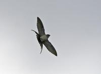 Red-rumped Swallow (Hirundo daurica)