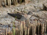 Red Shank Tringa totanus 붉은발도요