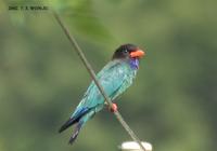 Broad-Billed Roller Eurystomus orientalis 파랑새