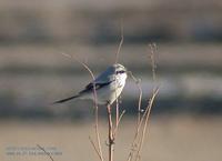 Chinese Great Grey Shrike Lanius sphenocercus 물때까치