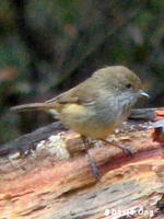 Brown Thornbill