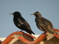 Étourneau unicolore (Sturnus unicolor)