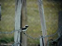 Traquet oreillard         melanoleuca mâle (Oenanthe hispanica melanoleuca)