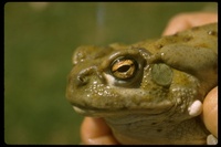 : Bufo alvarius; Sonoran Desert Toad
