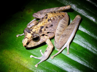 : Craugastor crassidigitus