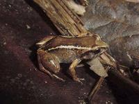 : Eleutherodactylus intermedius