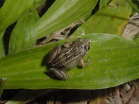 : Eleutherodactylus varleyi