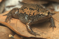 : Gastrophryne carolinensis; Eastern Narrowmouth Toad