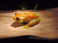 : Hypsiboas punctatus