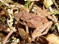 : Ischnocnema henselii