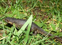 : Lissotriton helveticus helveticus; Palmate Newt