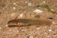 : Lissotriton vulgaris; Smooth Newt