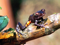 : Pristimantis altae; Coral-spotted Rain Frog