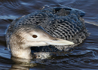 : Gavia adamsii; Yellow-billed Loon