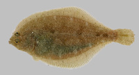 : Citharichthys sordidus; Sand Dab