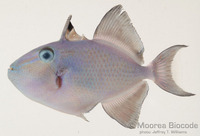 : Odonus niger