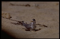 : Sternula antillarum; Least Tern