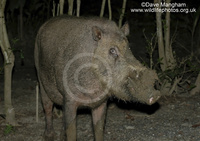 : Sus barbatus; Bearded Pig