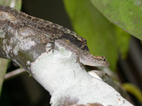 : Anolis ortonii