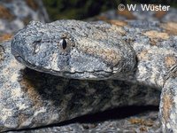 : Macrovipera lebetina turanica; Levantine Viper