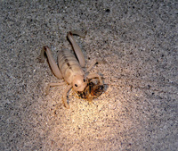 : Macrobaenetes valgum; Coachella Valley Giant Sand-treader Cricket