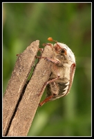 : Melolontha melolontha