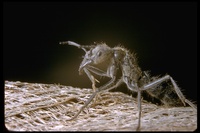 : Ponera sp.; Ant