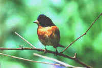 A male Brambling photographed during a FONT Japan Tour