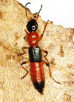 Paederus riparius