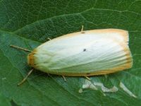 Cybosia mesomella - Four-dotted Footman