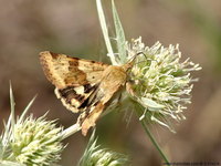 Heliothis viriplaca - Marbled Clover