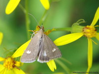 Udea alpinalis