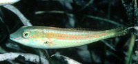 Cryptotomus roseus, Bluelip parrotfish: aquarium