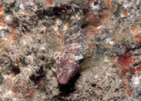 Hypleurochilus aequipinnis, Oyster blenny: